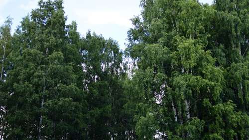 Вариант свадебного украшения 19